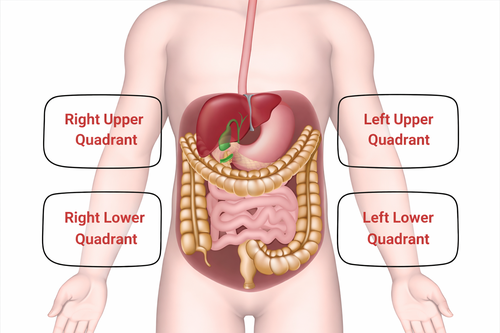 Stomach Quadrants